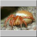 Araniella sp - Kuerbisspinne jung w01b.jpg